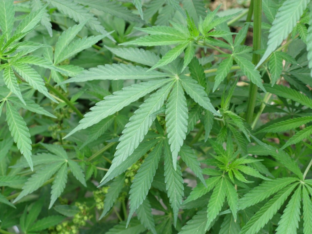 Cannabis hemp plant